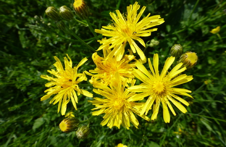 Wiesen-Pippau (Crepis biennis) - © Philipp Sengl